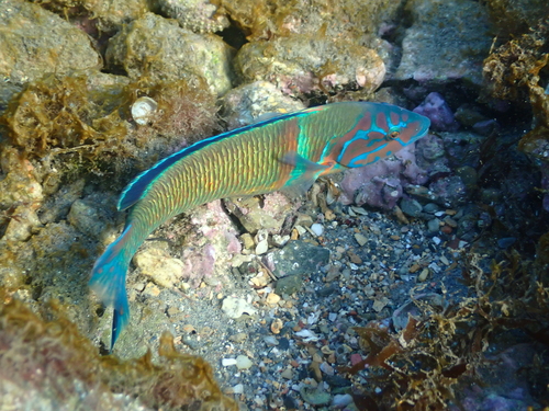 Ornate Wrasse