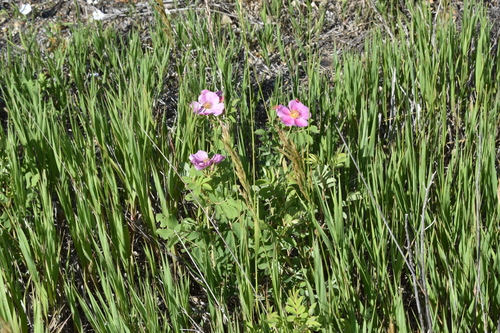 prairie rose