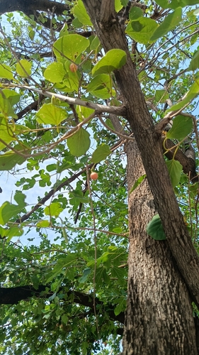Assyrian Plum