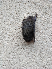 Barbastella barbastellus