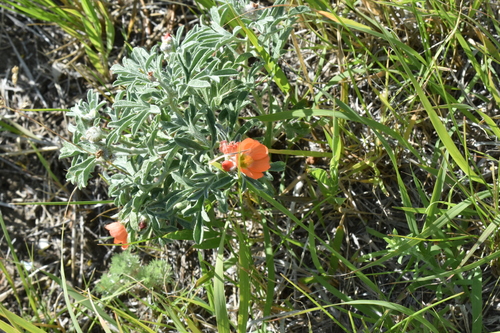 Scarlet Globemallow