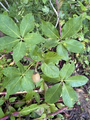 Aesculus sylvatica, photograph author not stated, no rights reserved