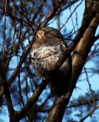 Glaucidium capense ngamiense
