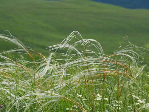 Stipa pulcherrima, 2026-06-21