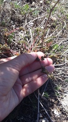 Ferulago galbanifera