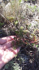 Ferulago galbanifera