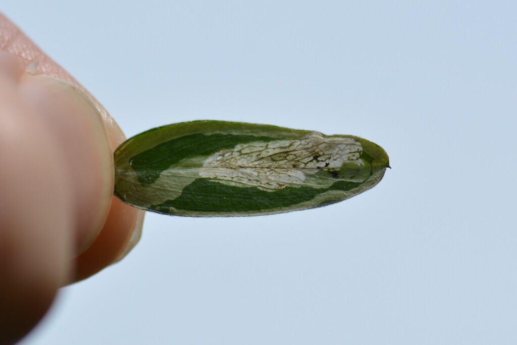 Agromyza vicifoliae