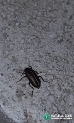 Astylus vittaticollis