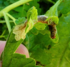 Coelopoeta phaceliae