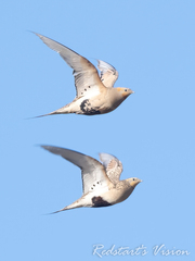 Pallas's Sandgrouse photo 4