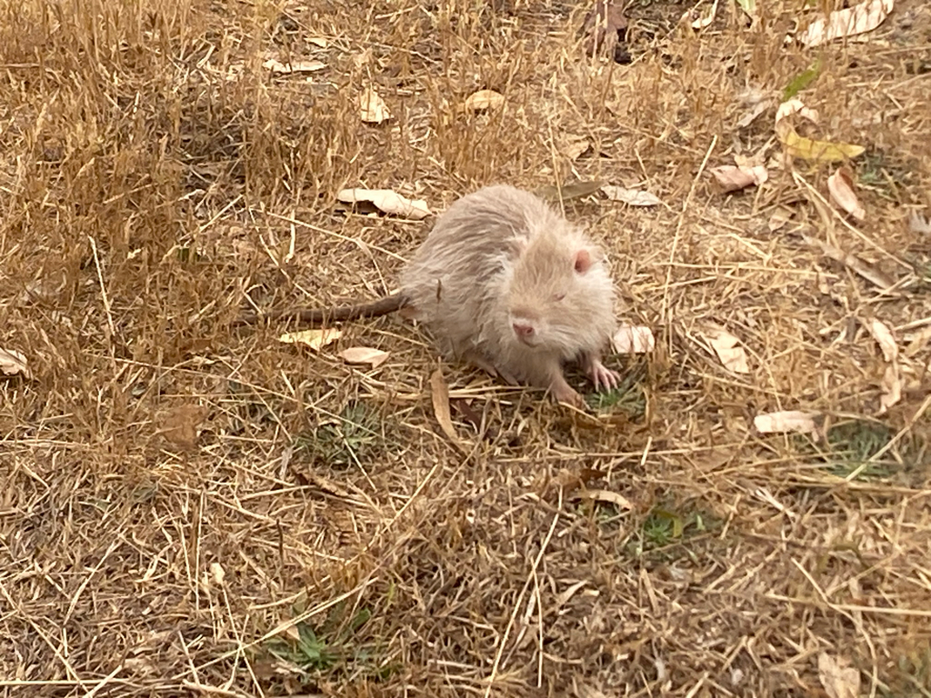 Coypu