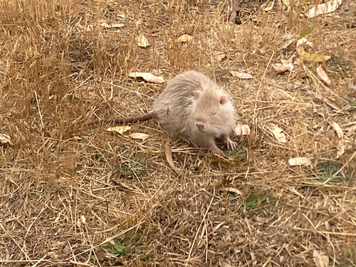 Nutria