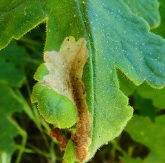 Coelopoeta phaceliae