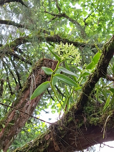 Epidendrum melistagum, photograph 1