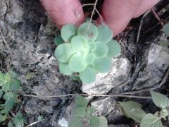 Sedum palmeri