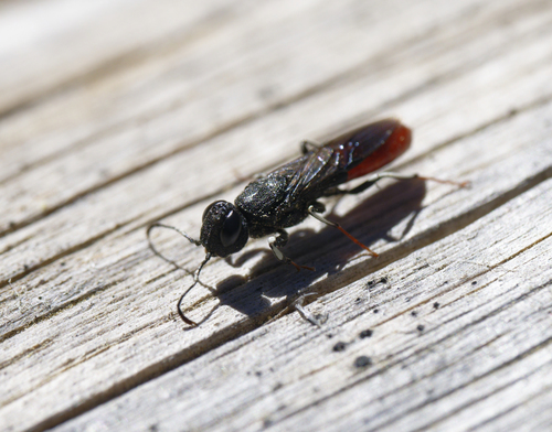 iNaturalist observation photo of Parasitoid Wood Wasps