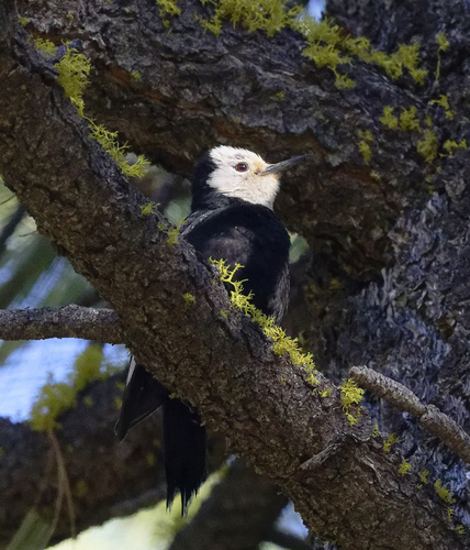iNaturalist observation photo of White-headed Woodpecker