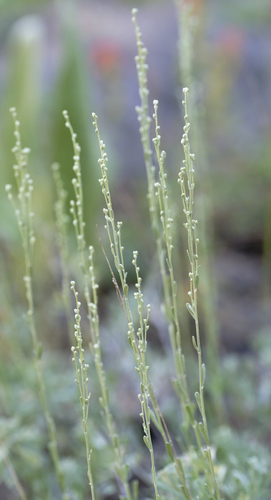 iNaturalist observation photo of wormwoods and sagebrushes