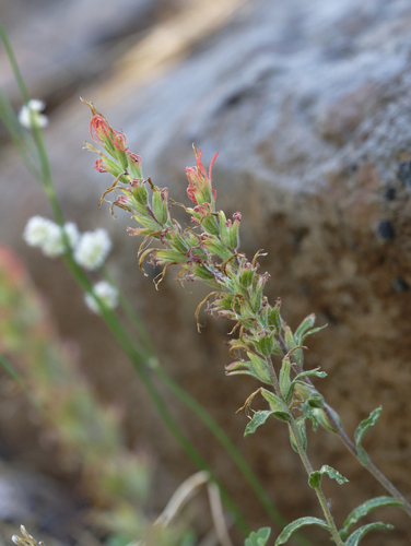 iNaturalist observation photo of Paintbrushes