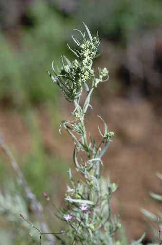 iNaturalist observation photo of wormwoods and sagebrushes