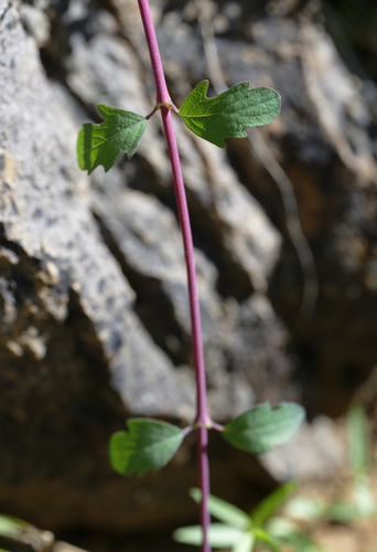 iNaturalist observation photo of snowberries