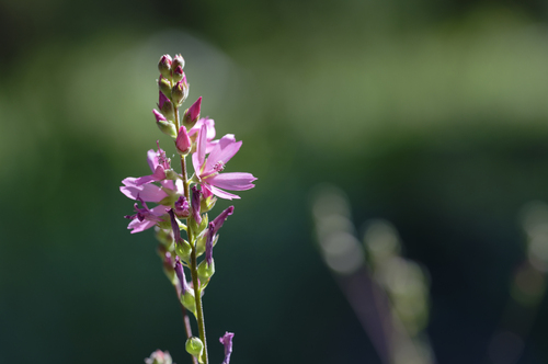 iNaturalist observation photo of Oregon Checker-mallow