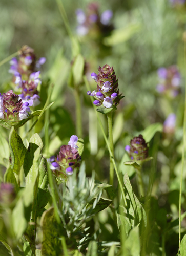 iNaturalist observation photo of common selfheal