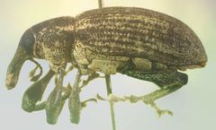 Heilipodus argentinicus