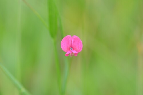 Lathyrus nissolia, photograph 4