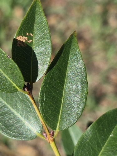 Plinia cauliflora