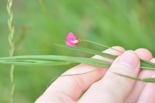 Lathyrus nissolia, photograph 5