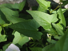 Calystegia hederacea