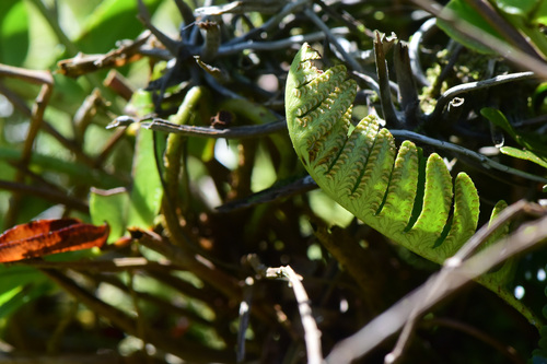 Davallia pectinata observed 2026-06-23