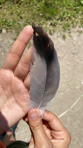 Plume de Grue cendrée