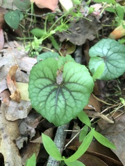 Viola walteri