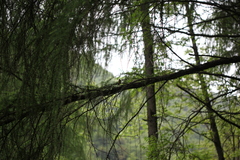Muscicapa ferruginea