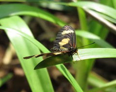 Acraea cabira