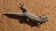 Lygodactylus capensis