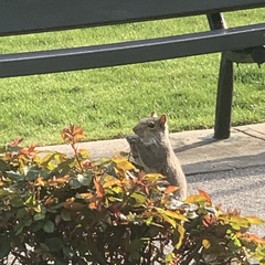 Sciurus carolinensis