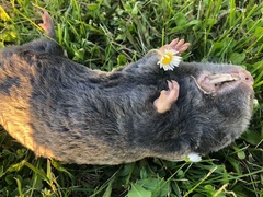 Nannospalax leucodon