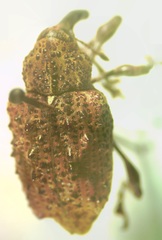Heilipodus phrynodes