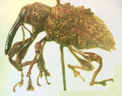 Heilipodus phrynodes