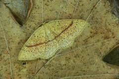 Cyclophora quercimontaria