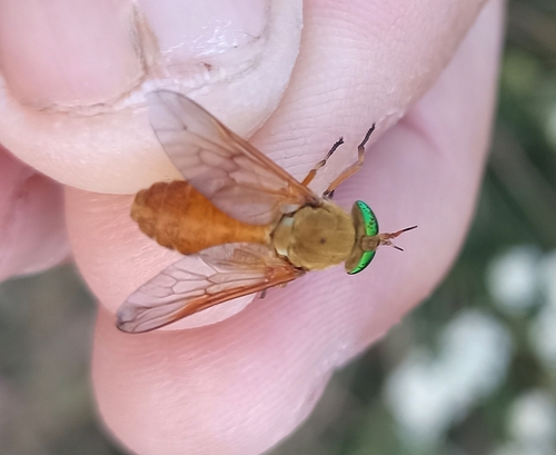 Silvius alpinus