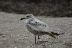American Herring Gull