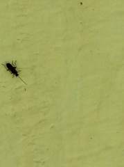 Hemiptera