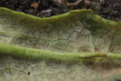Peronospora dipsaci