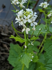 Alliaria petiolata