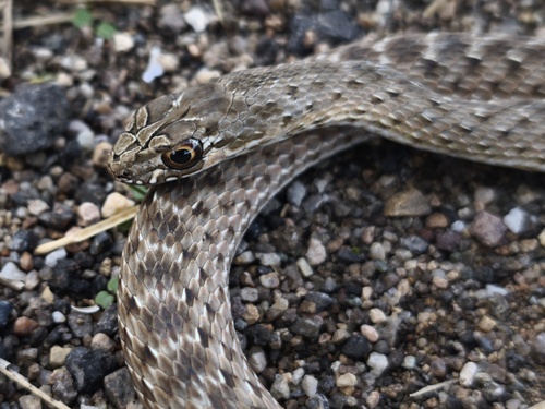 Eastern Montpellier Snake