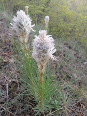 Asphodeline taurica